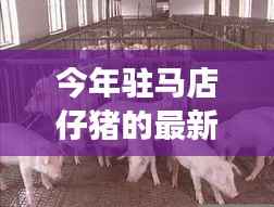 驻马店仔猪最新价格走势深度解读,今年价格分析与观点阐述