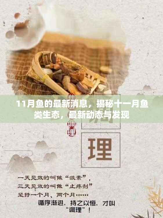 揭秘十一月鱼类生态最新动态与发现,鱼的最新消息全解析