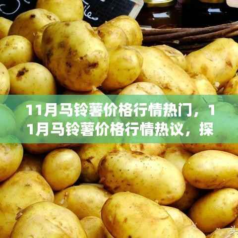 探析市场波动与各方观点,揭秘十一月马铃薯价格行情热议背后的故事