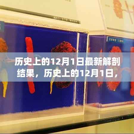 历史上的12月1日,最新解剖结果揭示的奥秘