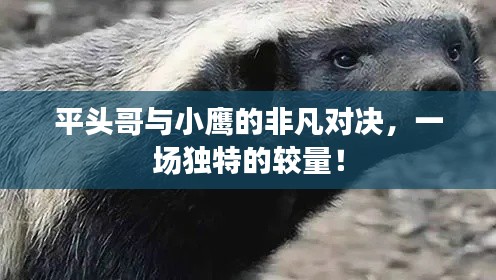 平头哥与小鹰的非凡对决,一场独特的较量!