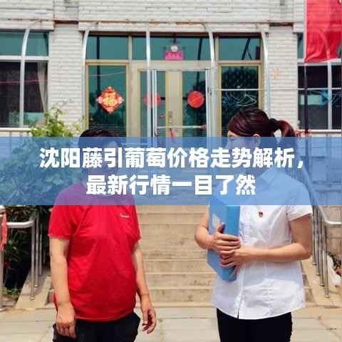 沈阳藤引葡萄价格走势解析,最新行情一目了然