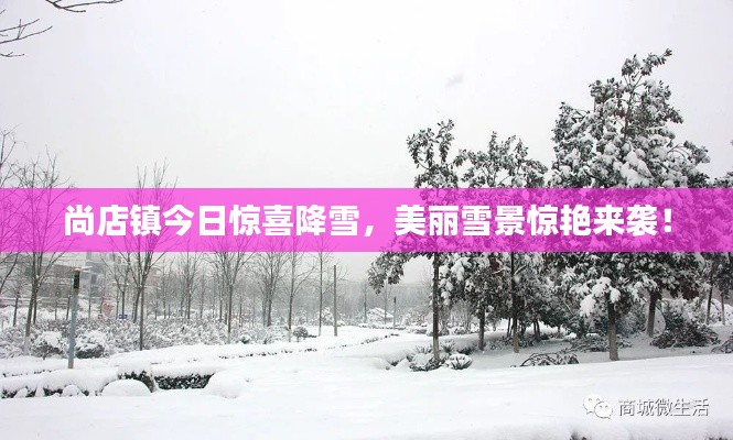 尚店镇今日惊喜降雪,美丽雪景惊艳来袭!