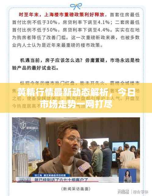 黄精行情最新动态解析,今日市场走势一网打尽